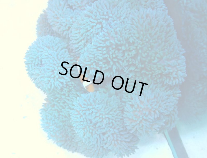 画像2: ハタゴイソギンチャク (2)