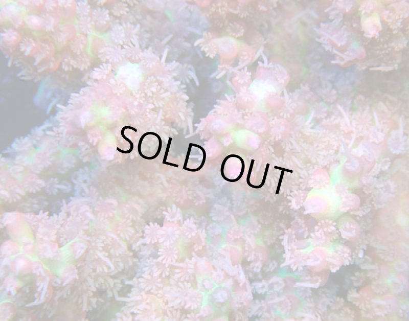 画像2: Acropora (2)