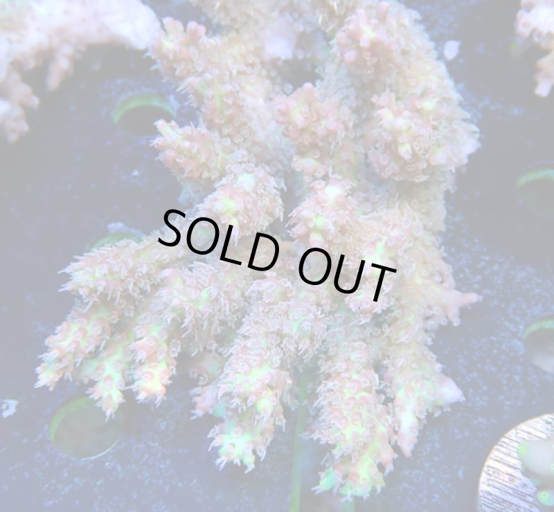 画像1: Acropora (1)