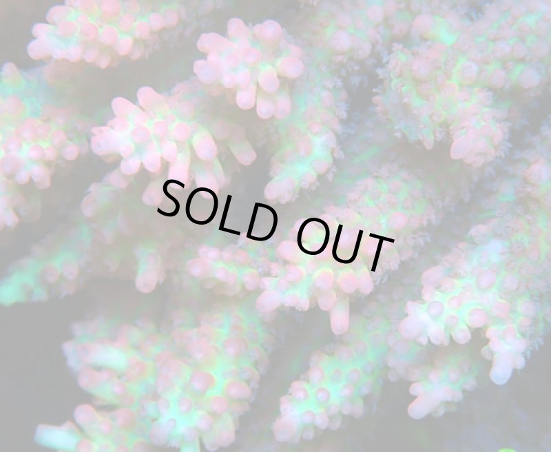 画像2: Acropora (2)