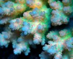 画像2: Acropora (2)