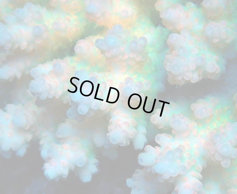 画像2: Acropora (2)