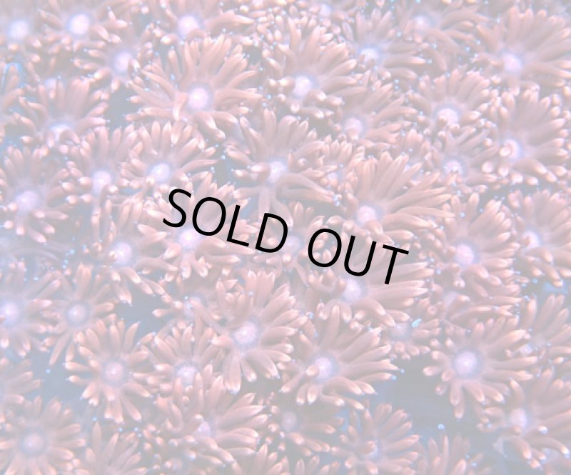 画像2: ハナガササンゴ (2)