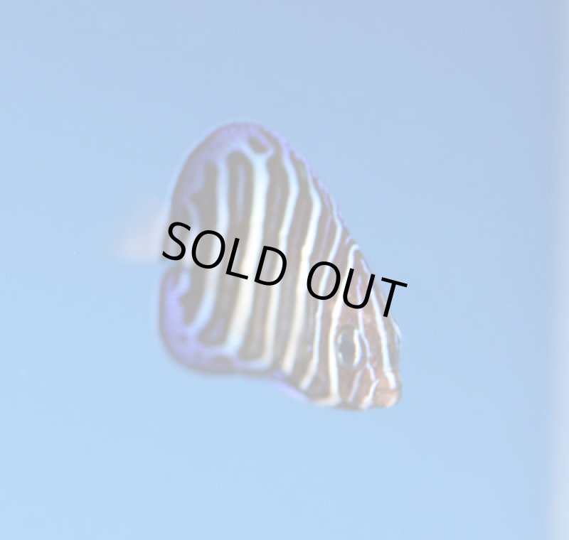 画像3: オールドウーマンエンゼル (3)