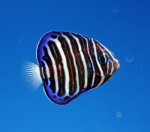 画像1: オールドウーマンエンゼル (1)