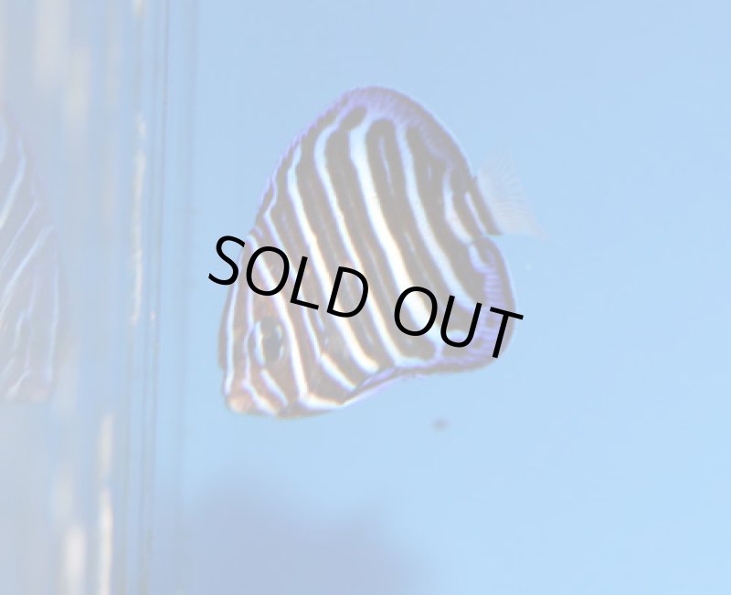 画像2: オールドウーマンエンゼル (2)