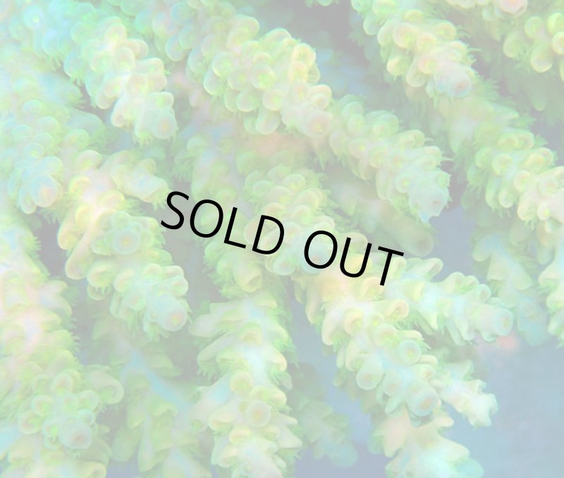 画像2: Acropora (2)