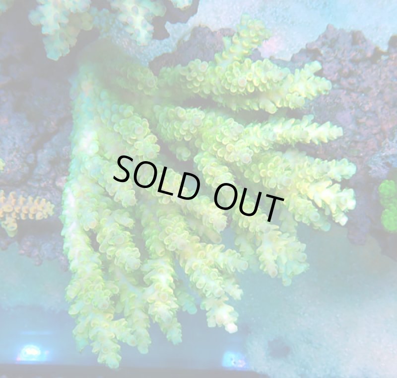 画像1: Acropora (1)