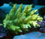 画像3: Acropora (3)