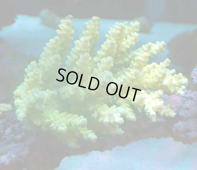 画像3: Acropora (3)