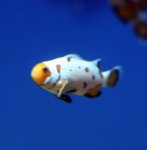 画像2: プレミアムスノーフレーク (2)