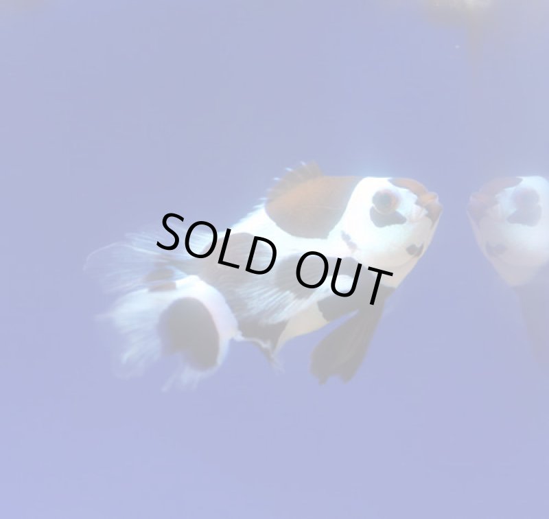 画像2: プレミアムブラックストームロングフィン (2)