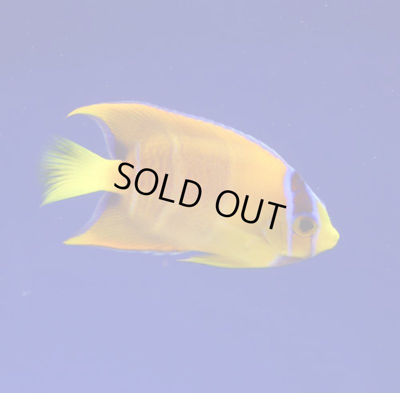 画像2: クィーンエンゼル (2)