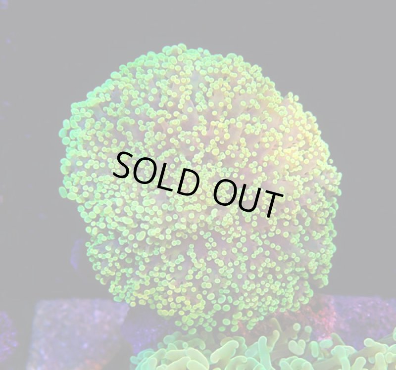 画像2: タコアシ (2)