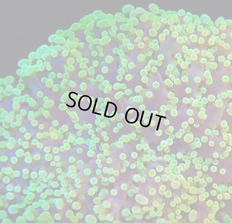 画像3: タコアシ (3)