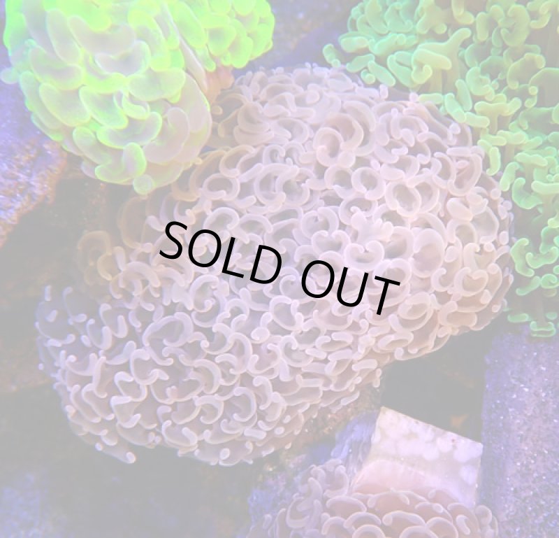 画像2: ナガレハナ (2)