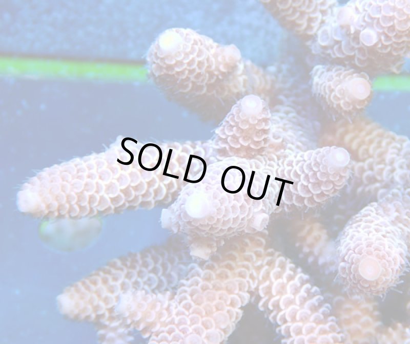 画像2: Acropora (2)