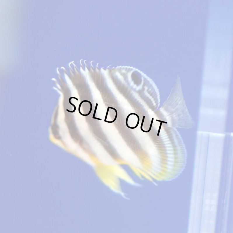 画像2: シマヤッコ (2)