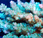 画像2: Acropora (2)