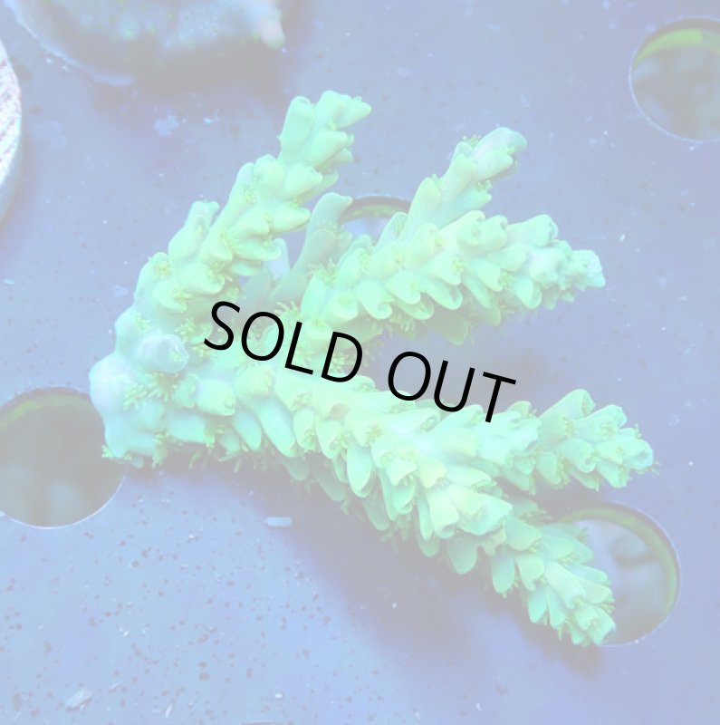 画像1: Acropora (1)