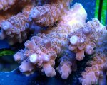 画像2: Acropora (2)