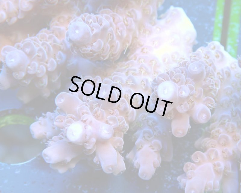 画像2: Acropora (2)