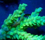 画像2: Acropora (2)