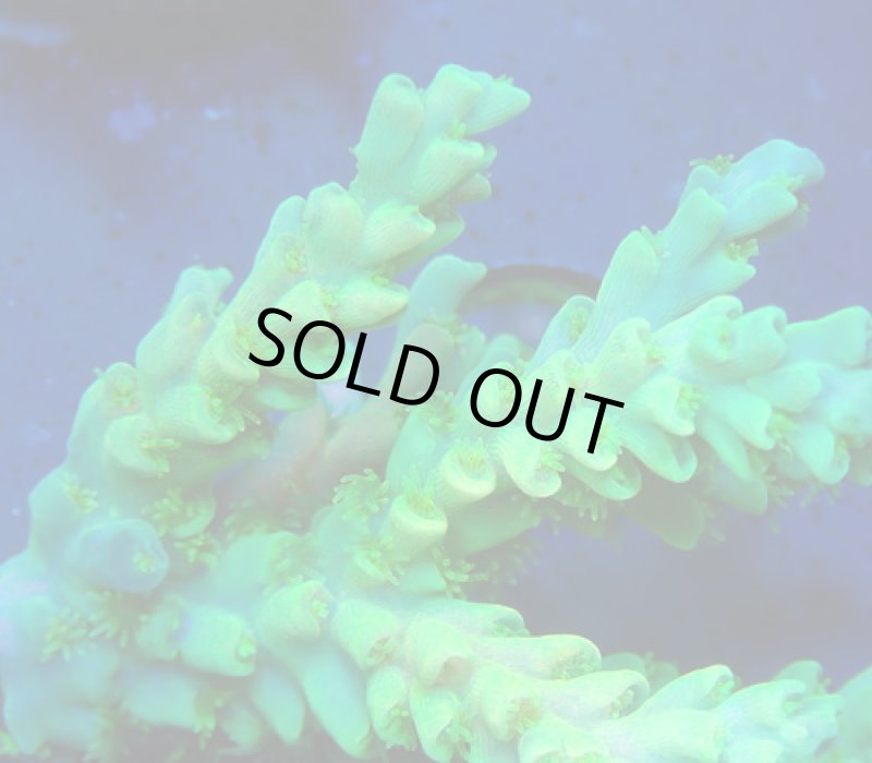 画像2: Acropora (2)