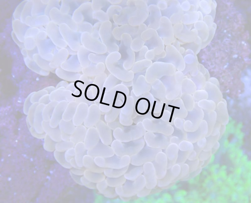 画像2: ナガレハナ (2)