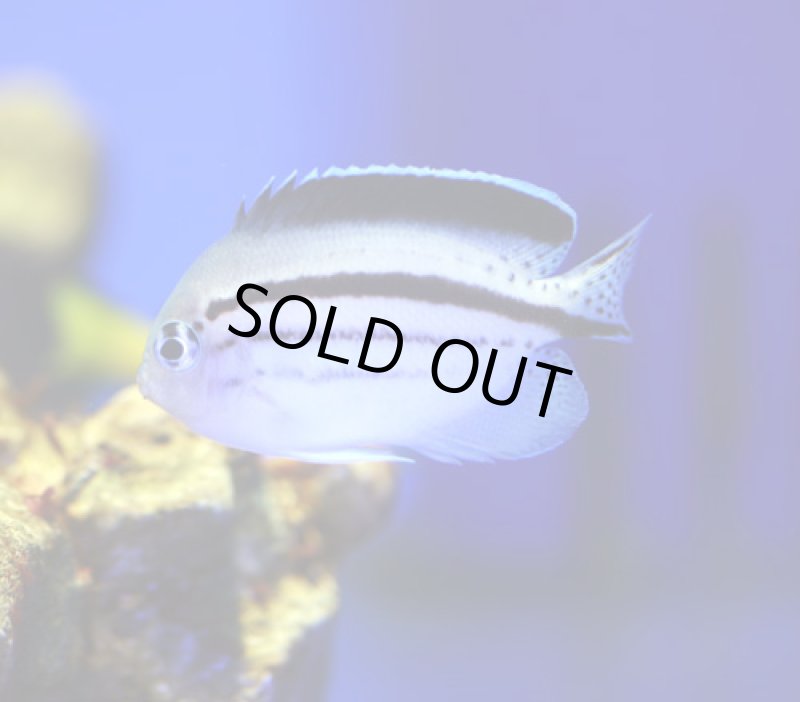 画像2: タテジマヤッコ (2)