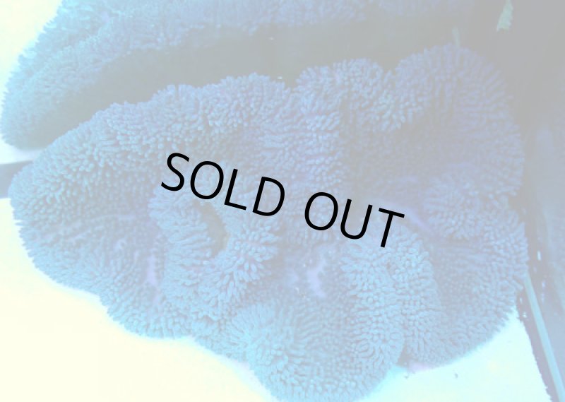 画像2: ハタゴイソギンチャク (2)