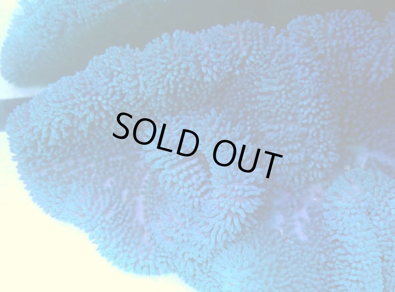 画像3: ハタゴイソギンチャク (3)