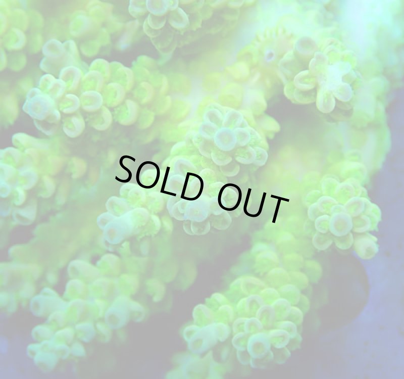 画像2: Acropora (2)