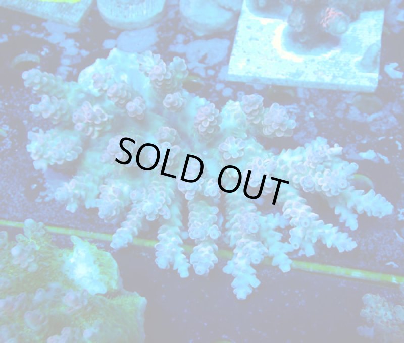 画像1: Acropora (1)