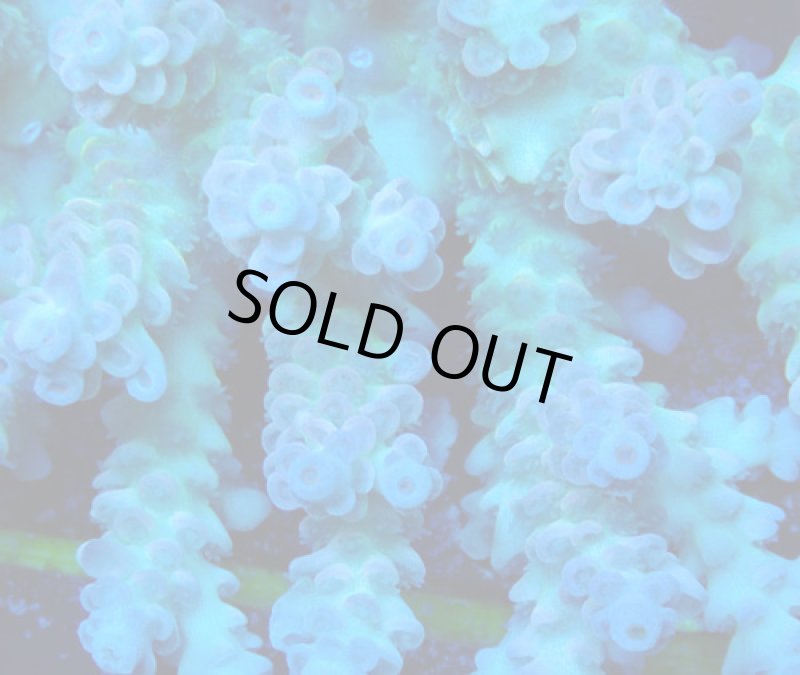 画像2: Acropora (2)