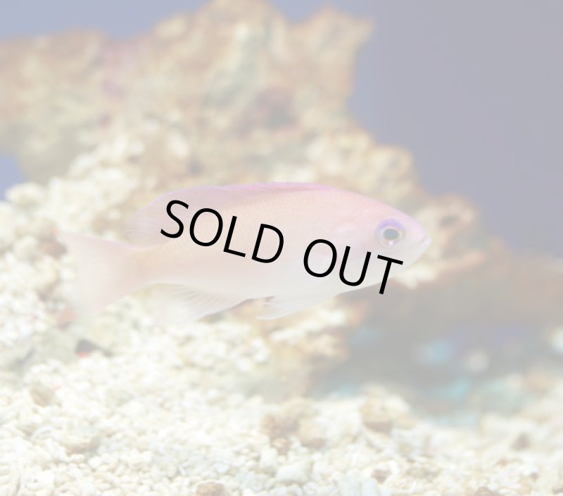 画像2: ケラマハナダイ (2)