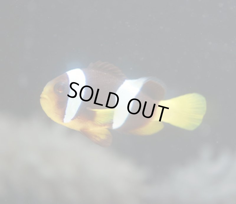 画像2: クマノミ (2)