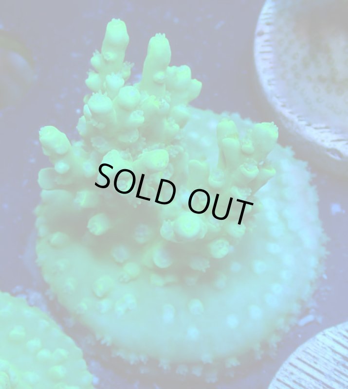 画像1: CE Acro  Stink Face (1)