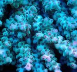 画像2: Acropora (2)