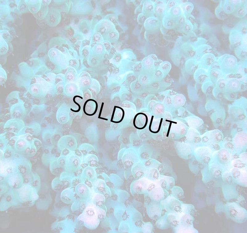 画像2: Acropora (2)