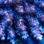 画像2: Acropora (2)