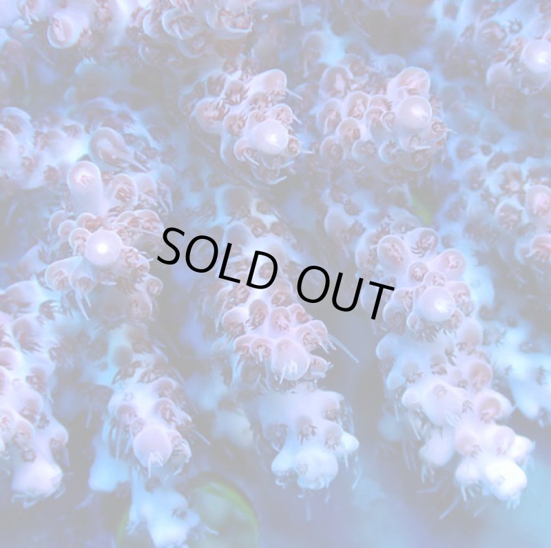 画像2: Acropora (2)