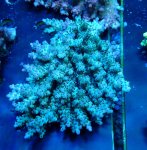 画像1: Acropora (1)