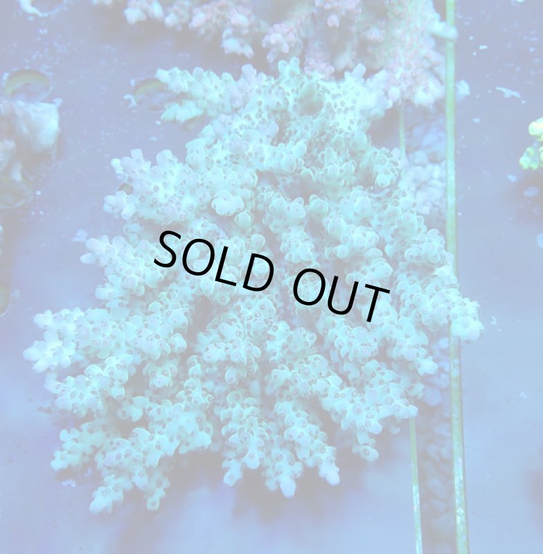 画像1: Acropora (1)