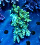 画像1: Acropora (1)