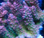 画像2: Acropora (2)