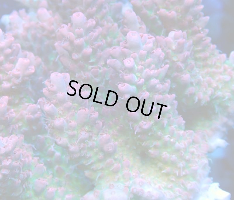 画像2: Acropora (2)