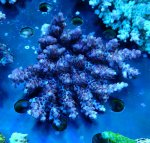 画像1: Acropora (1)