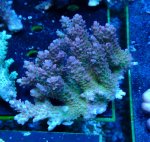 画像1: Acropora (1)