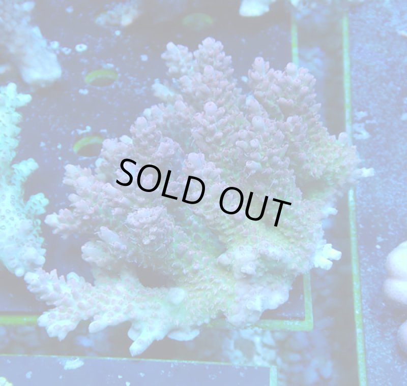 画像1: Acropora (1)